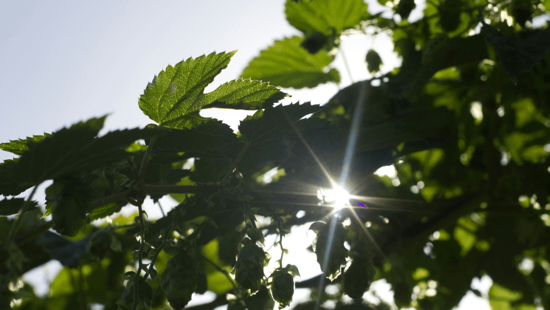 A green leafy view acting as a Sustainability Downloads header graphic