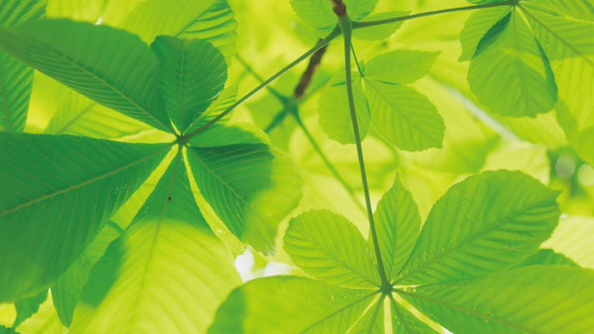 An attractive view of green leaves illustrating Sustainability
